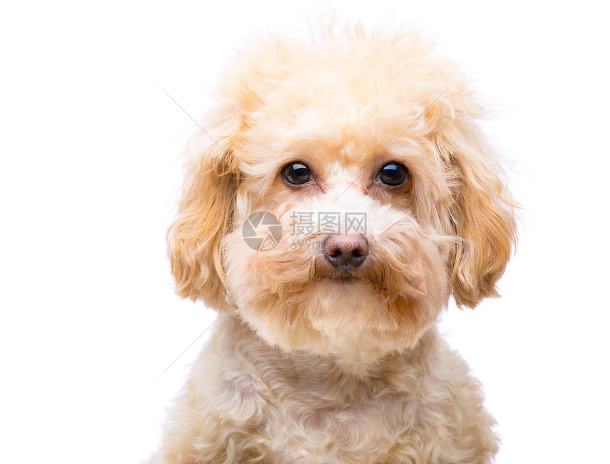 贵宾犬红色哺乳动物动物小狗工作室棕色玩具白色宠物毛皮图片