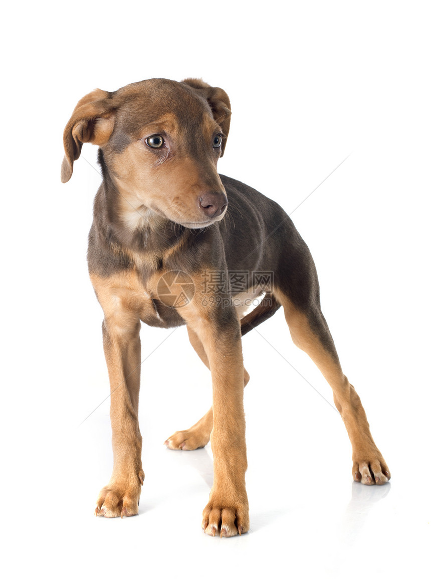 混合繁殖多伯曼人棕色工作室小狗宠物动物图片