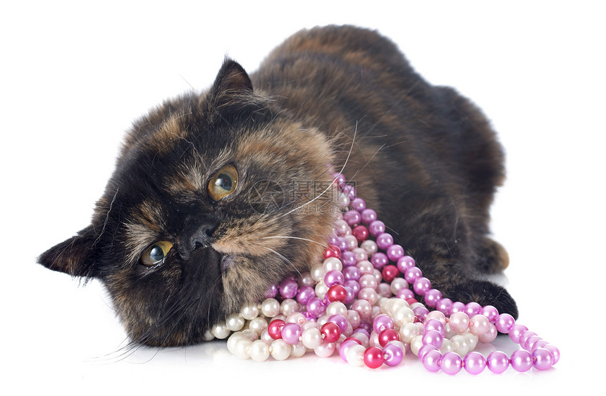 异国短毛猫衣领珍珠珠宝短发工作室棕色毛猫三色动物宠物图片