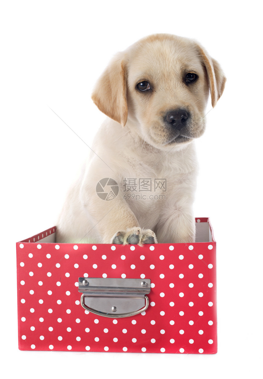 装在盒子中的小狗拉布拉多检索器猎犬动物工作室宠物犬类棕褐色工艺猎狗棕色图片