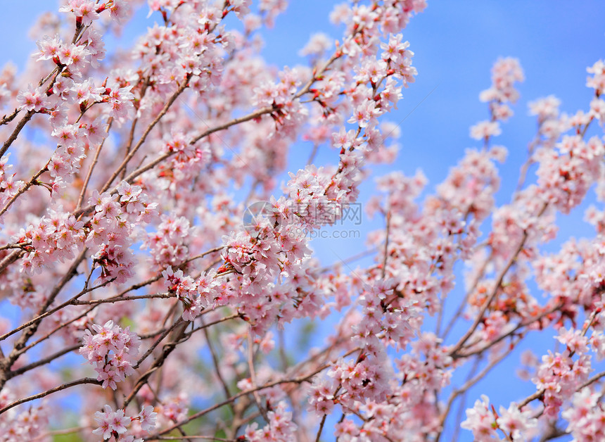 樱树花园花瓣白色季节天空樱花蓝色粉色图片