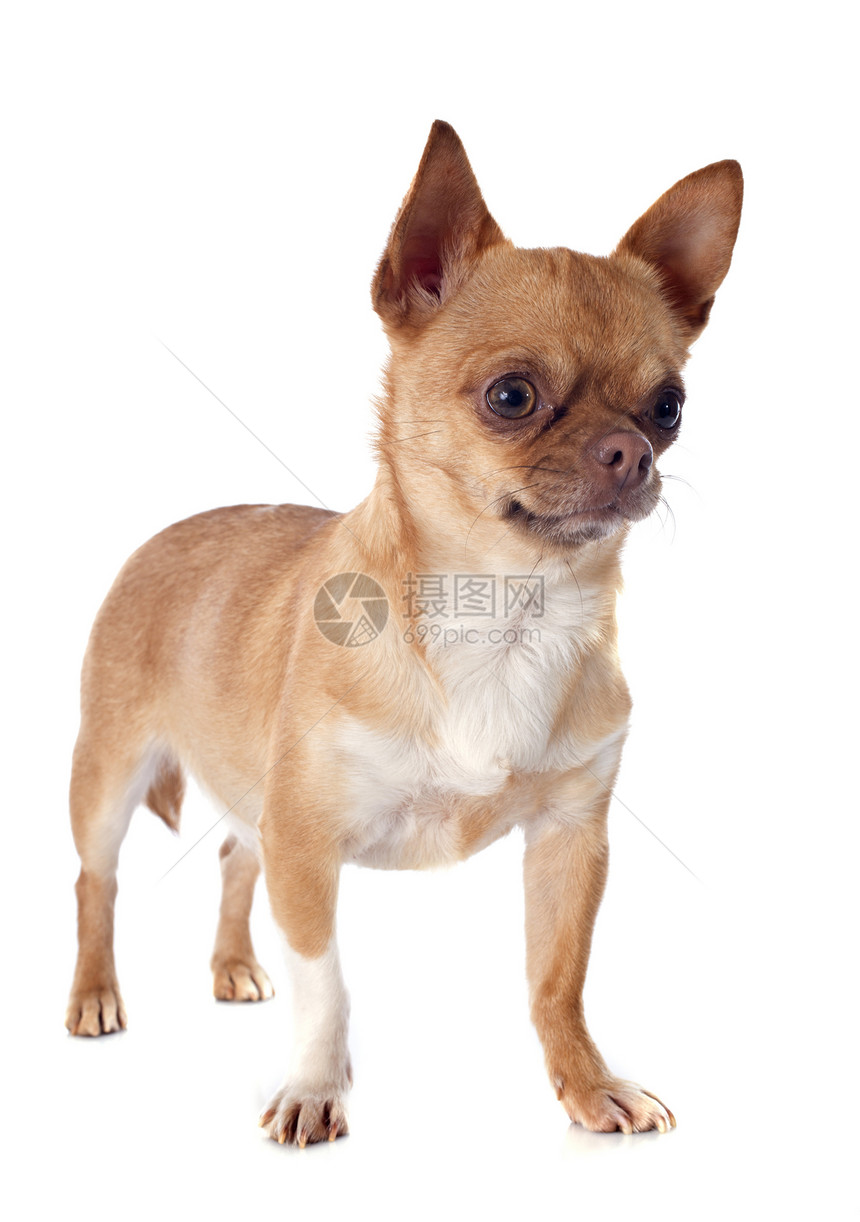 吉瓦华人宠物棕色伴侣动物工作室白色犬类图片