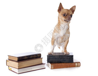吉娃娃和书籍犬类宠物白色动物工作室阅读学习伴侣学校棕色背景图片