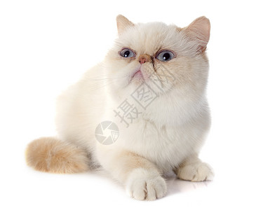 异国情调的猫异国短毛猫宠物眼睛动物异国情调小猫棕色毛猫蓝色白色背景