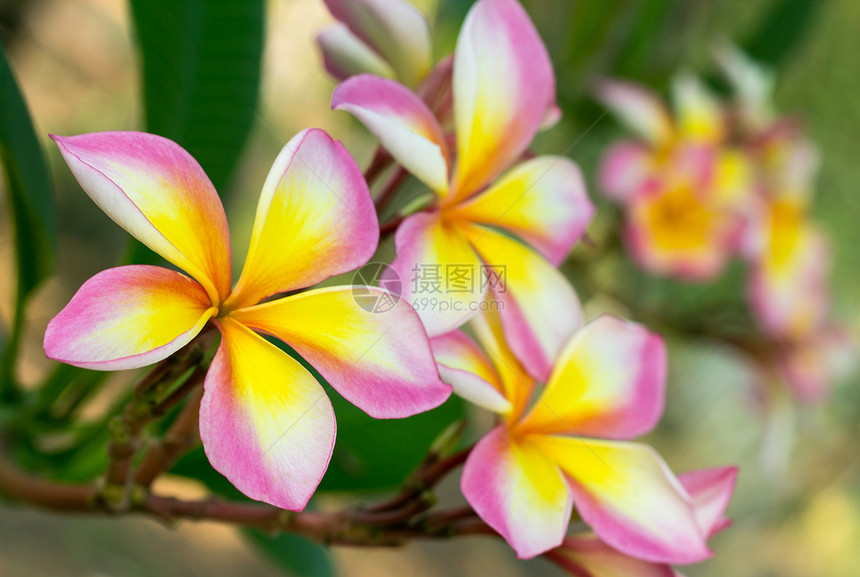 热带花朵的支部管道异国植物学天堂树叶花瓣叶子香水情调植物植物群图片