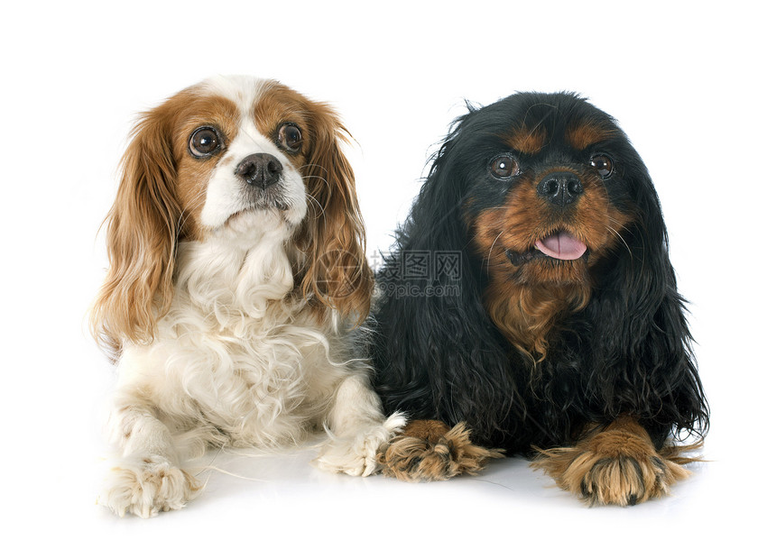2个骑兵国王查尔斯宠物小狗动物棕色黑色猎犬工作室白色犬类棕褐色图片