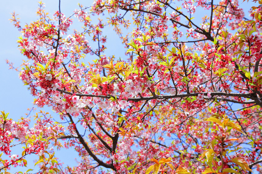 樱树绿色阳光天空白色花瓣植物粉色蓝色叶子图片