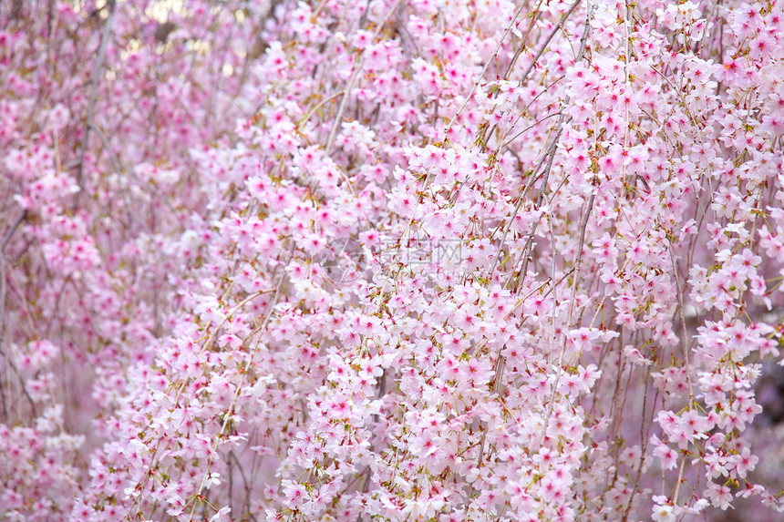 虚弱的萨库拉黑色晴天节日樱花绿色花瓣白色粉色红色植物图片