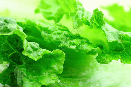 生料纹理食物绿色蔬菜叶子营养农业宏观植物沙拉高清图片