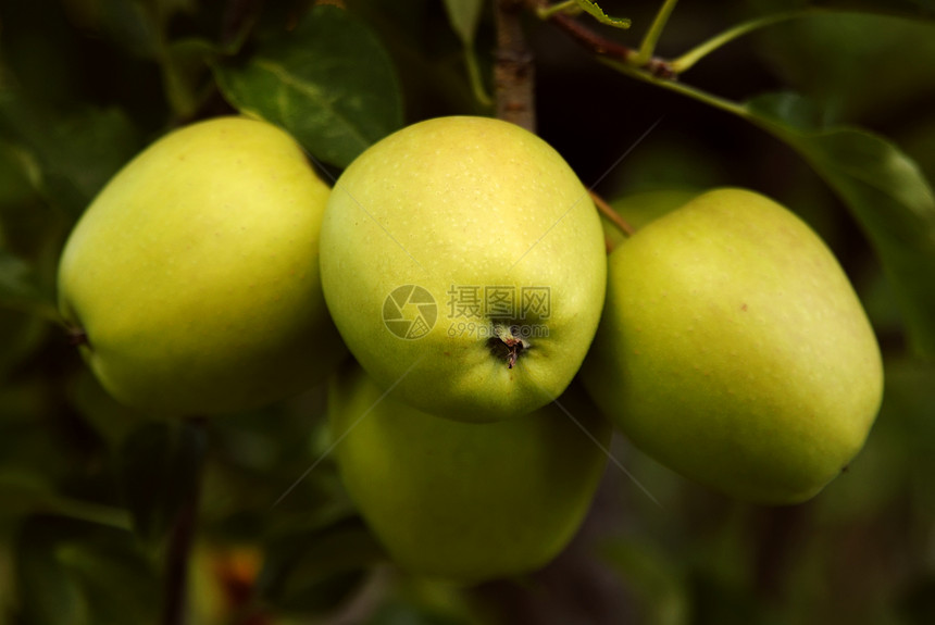 苹果生长太阳季节果园采摘植物生物学树木食物叶子图片