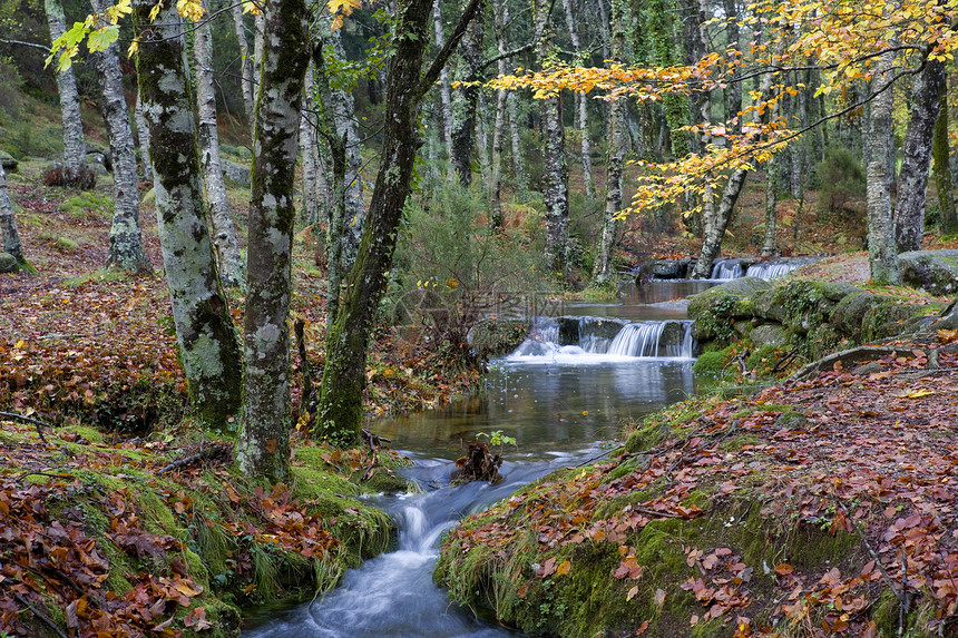 河流瀑水荒野森林跑步岩石溪流植被流动运动石头叶子图片