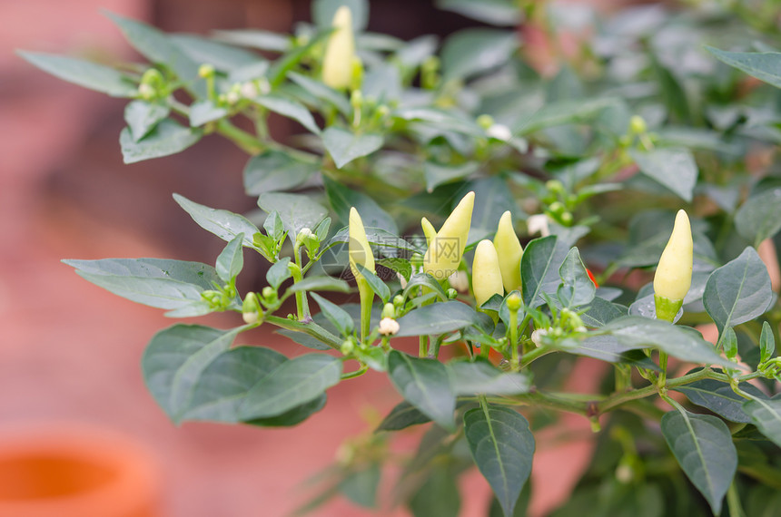 绿色辣辣椒衬套花园香料胡椒收成植物园艺生长食物叶子图片