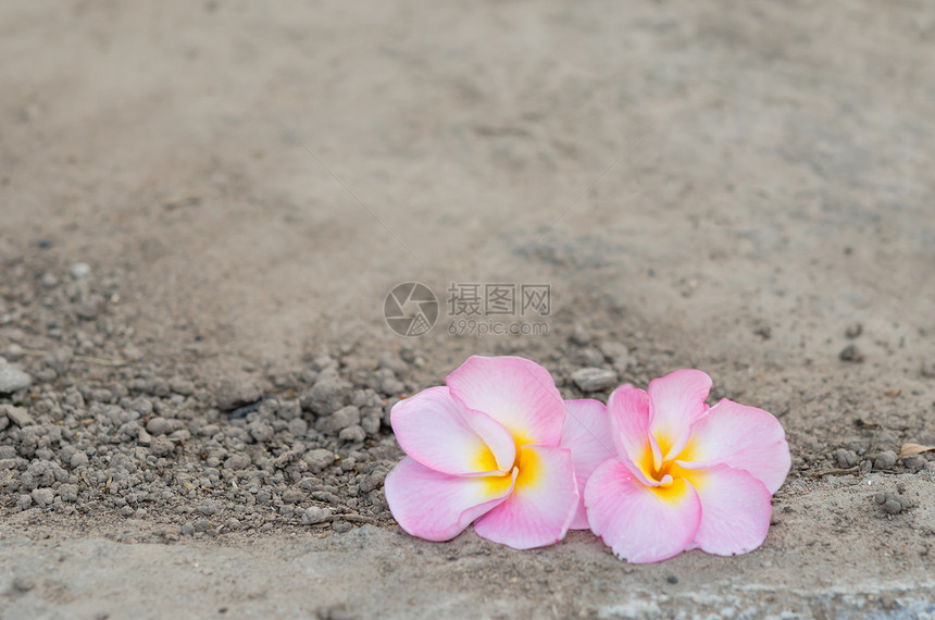 粉红色弗朗吉帕尼局部粉色植物群热带土壤鸡蛋花白色花瓣植物图片