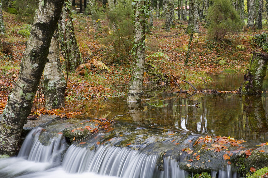 水瀑环境石头森林植被热血下雨丝绸跑步植物荒野图片