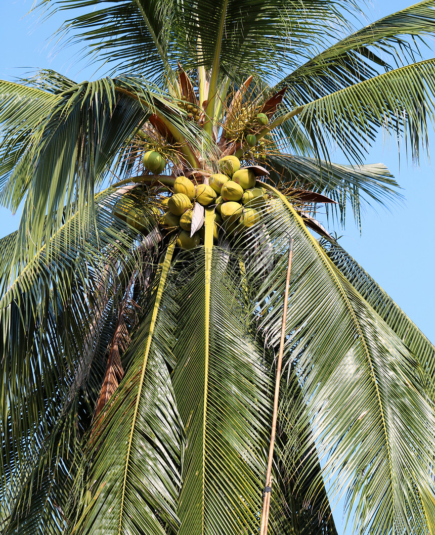 椰椰子树食物营养牛奶叶子植物农场维生素假期异国生长图片
