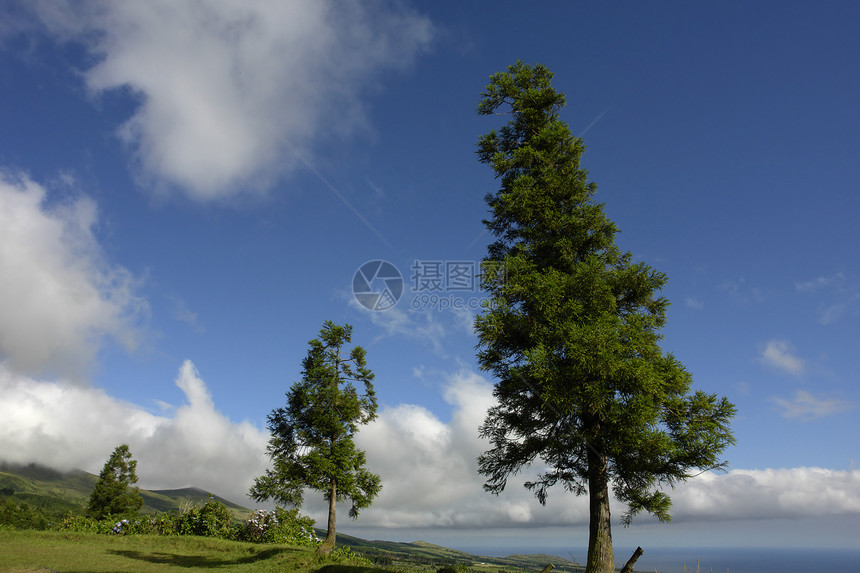 树木树海岸天空绿色蓝色风景松树海洋国家群岛植被图片