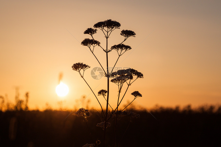 夏季日落期间的米尔菲油草田晴天黄色阳光土地草原小麦棕色草地植物环境图片
