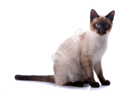 青年猫小猫蓝色衣领冒充猫咪工作室眼睛外套毛皮动物高清图片