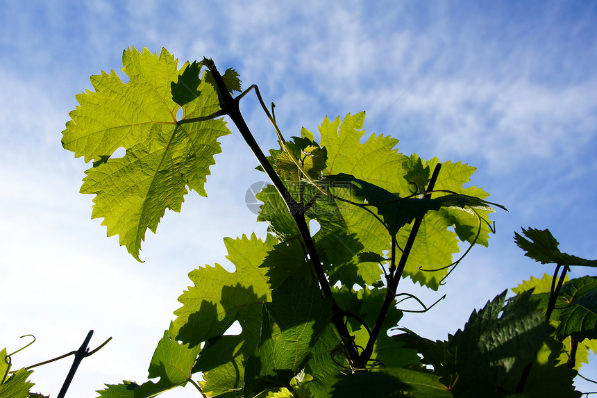 藤叶叶种植天空植物葡萄叶子酿酒藤蔓葡萄叶葡萄园树叶图片