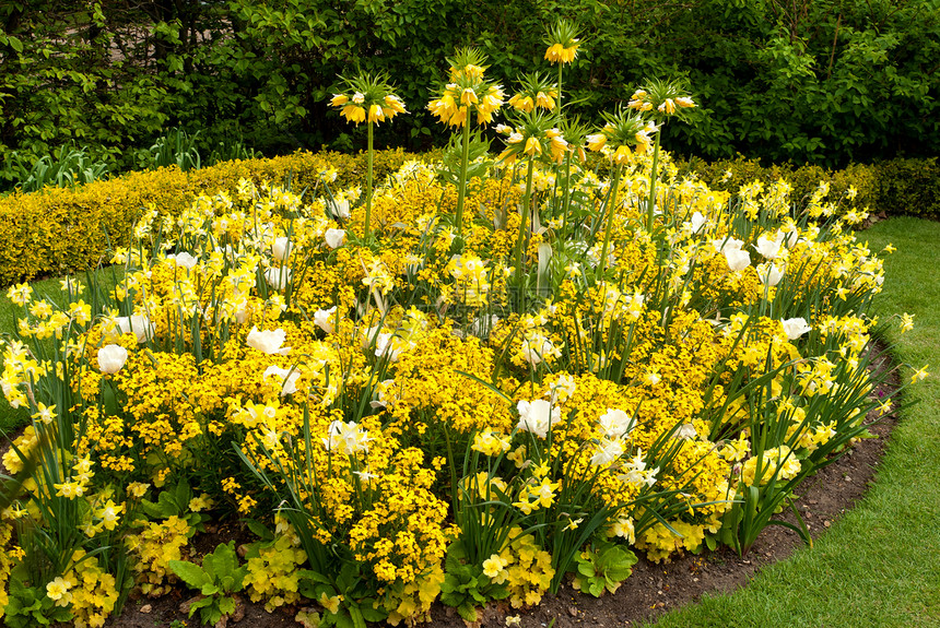 春季背景 有美丽的黄色花朵花店植物群季节纪念日周年太阳花园植物场地晴天图片