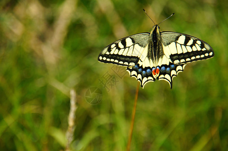 双尾黑色蝴蝶素材高清图片