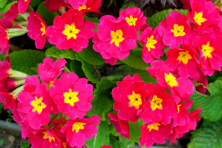 粉红花花生长花园植物群花朵紫色宏观雏菊红色花瓣植物图片