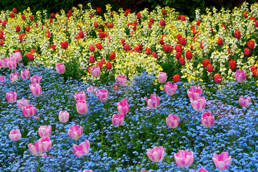 植物园里的花朵郁金香旅行蓝色植物大部分橙子草地水仙衣冠地球图片