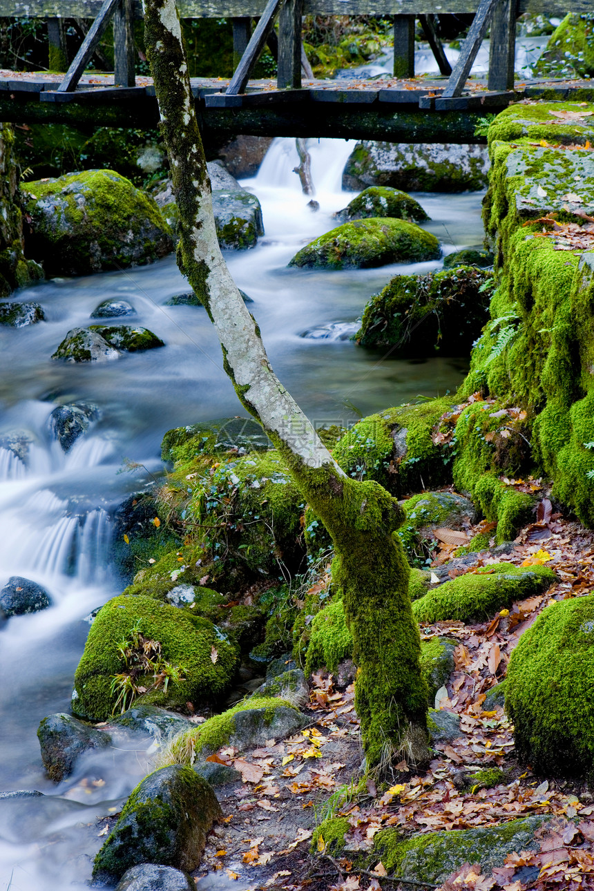 水瀑森林植物溪流植被运动石头岩石树木起源下雨图片