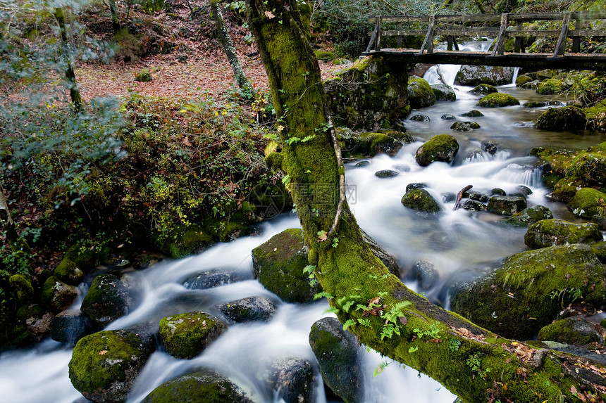 秋天岩石跑步下雨溪流植物树木起源森林石头流动图片