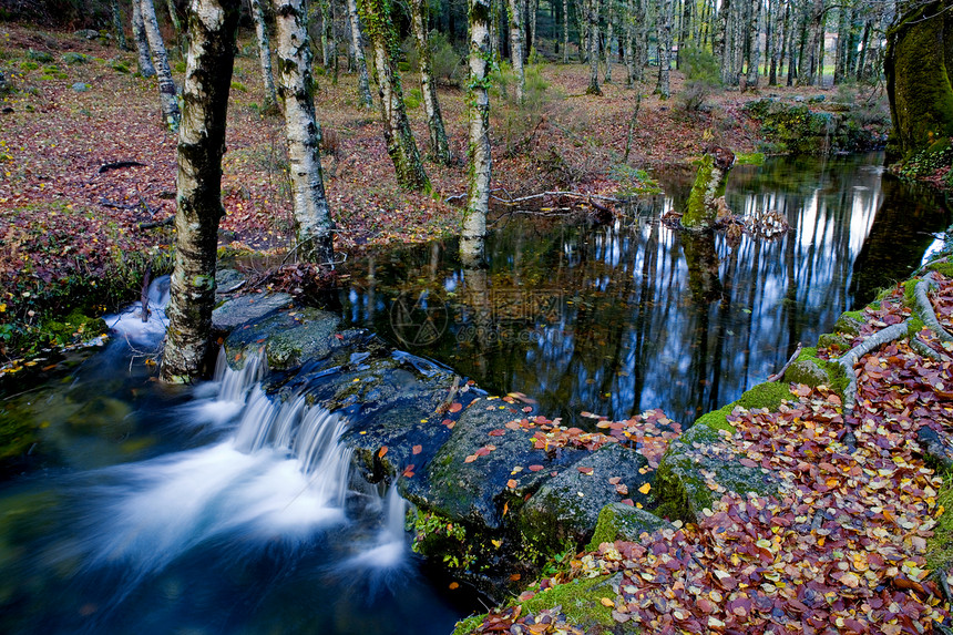河流岩石生活森林叶子树木石头流动植物溪流起源图片