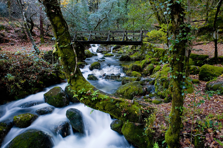 河流岩石叶子跑步运动植被起源森林热血溪流生活图片
