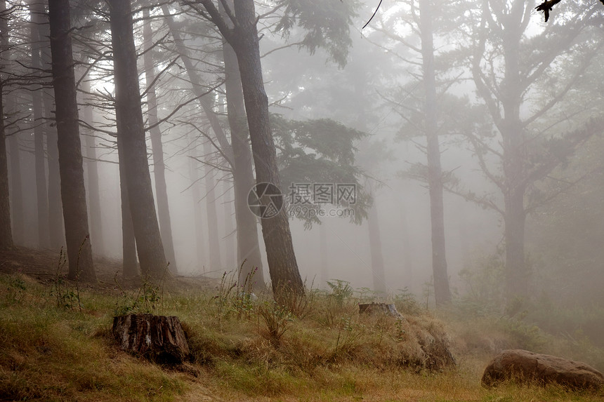 雨林场景衬套生活蕨类树木孤独公园薄雾苔藓植物图片