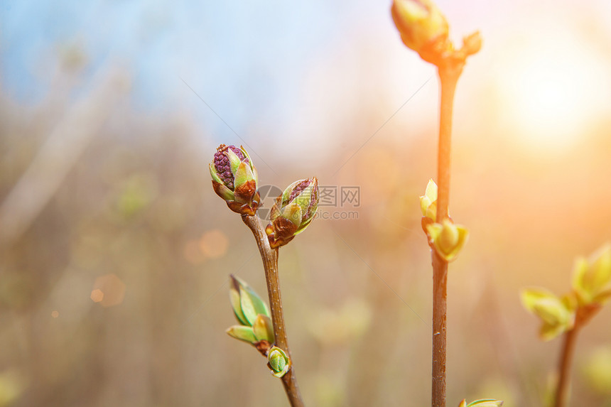 泉源的芽苗季节生活叶子进步宏观环境花园植物群蓝色草本植物图片