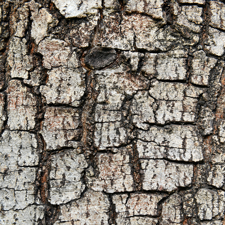 树皮上的骨折纹理树干环境木头植物腐蚀棕色背景窗饰木材皮层图片