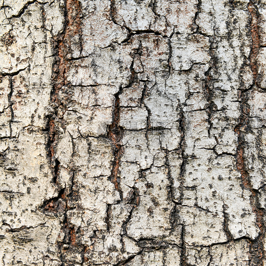 树皮上的骨折纹理森林果皮谷仓材料木材背景树干皮层腐蚀环境图片