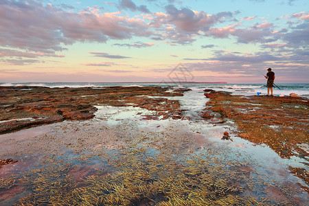 岩藻多糖澳大利亚新南威尔士州文森西亚日落背景