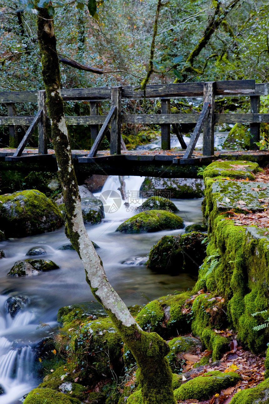 水瀑森林叶子荒野岩石起源植被流动下雨丝绸溪流图片