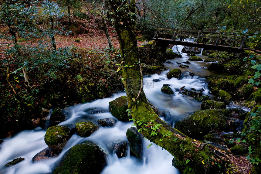 水瀑叶子溪流环境起源植物森林石头岩石下雨生活图片