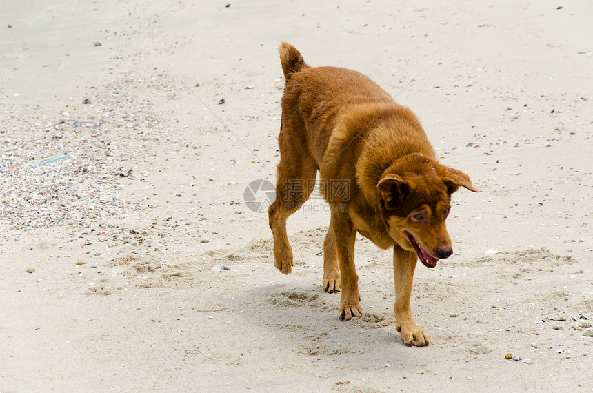 海犬海滩猎犬跑步乐趣宠物白色小狗海洋图片