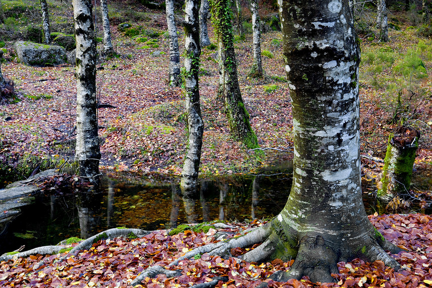 森林地球绿色树木紫色荒野风景乡村保护橡树图片