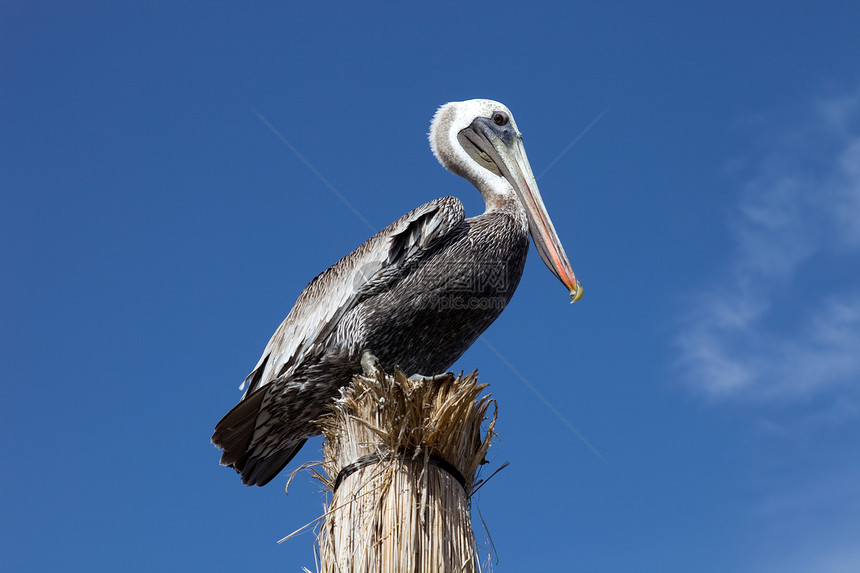 佩利卡海岸生活天空白色野生动物荒野热带栖息羽毛动物图片