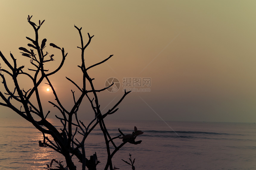 树日落古年海岸风景热带天空地平线太阳树木椰子图片