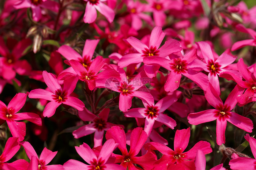 粉红花背景或背景粉色花瓣生长植物季节性花店花期季节公园团体图片