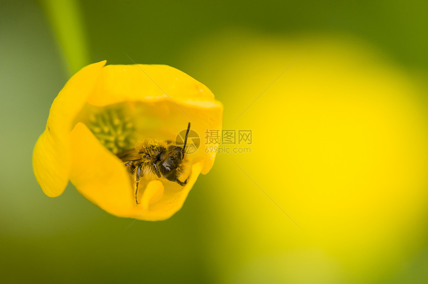 黄花上的小黄蜂苍蝇图片