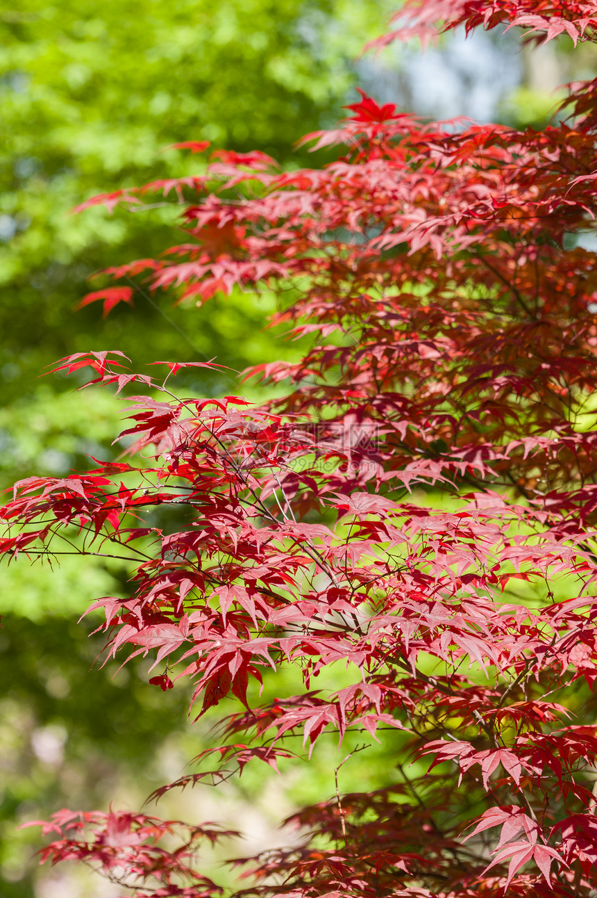 青树红叶叶子植物群掌心绿色季节红色植物花园图片