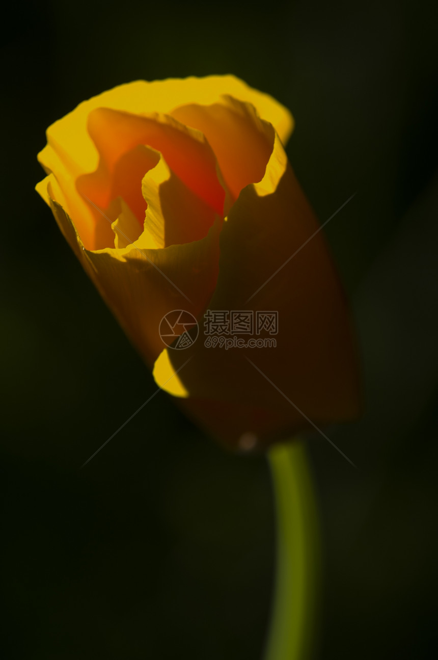 橙玫瑰花玫瑰季节花园植物橙子花瓣图片