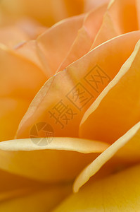 橙玫瑰花花瓣植物玫瑰橙子季节花园背景图片