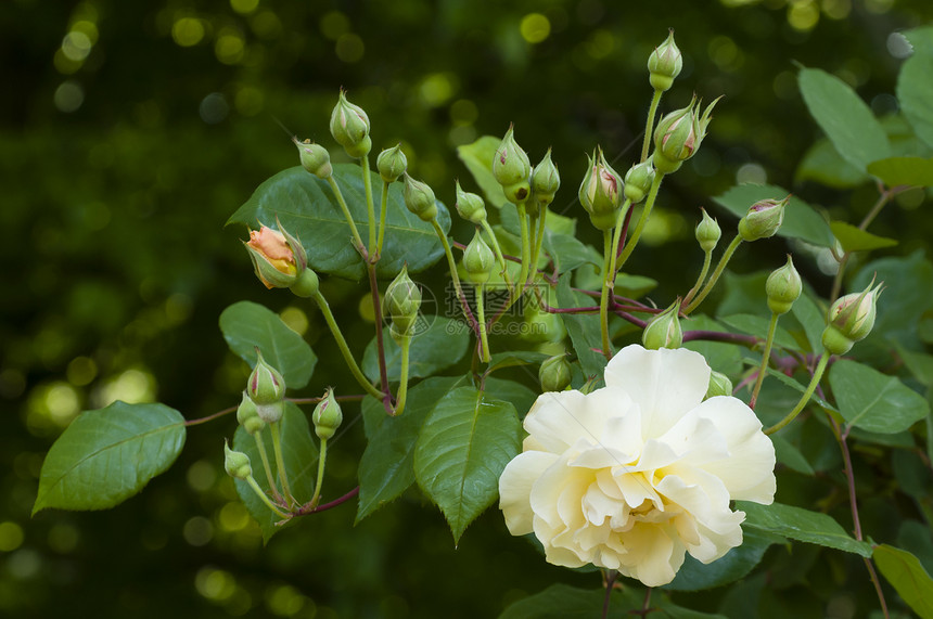白黄玫瑰和花蕾图片