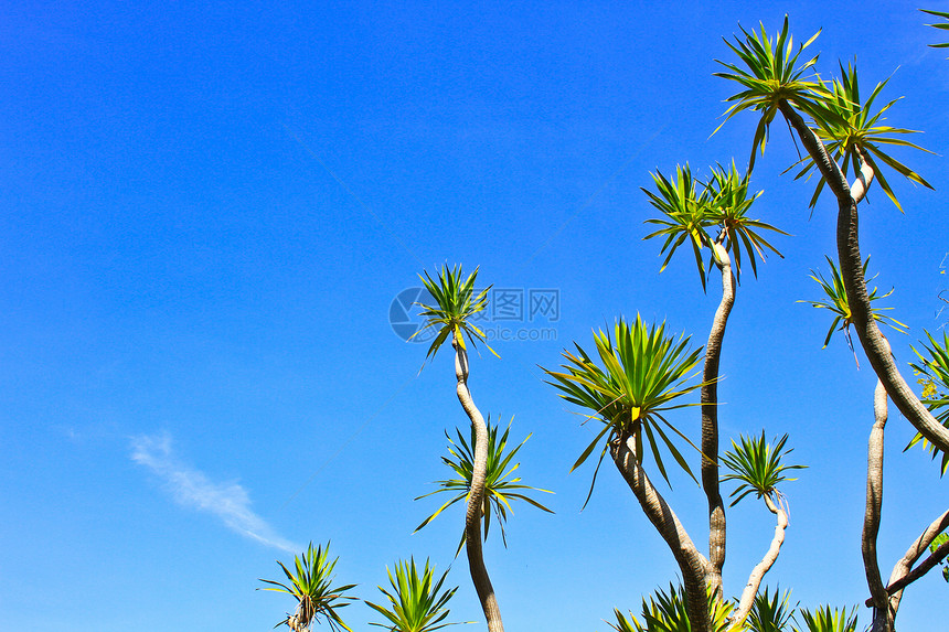 Dracaena树斑点古董叶子纤维条纹棕色植物棕褐色植物群图片