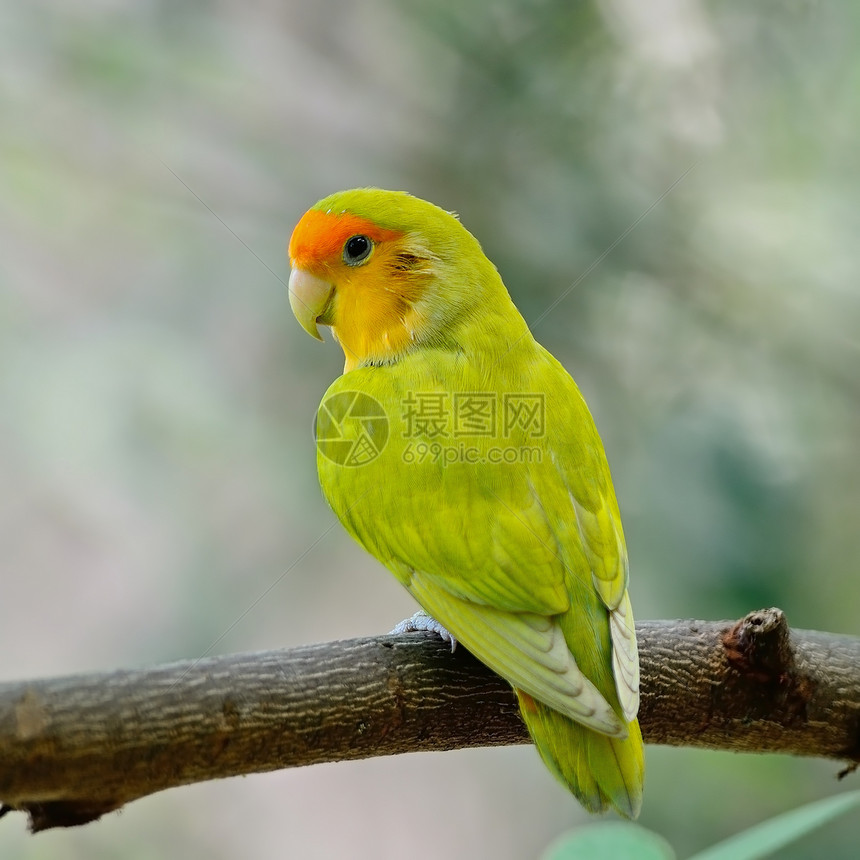 爱鸟绿色宠物蔷薇动物鹦鹉热带异国羽毛情调鸟类图片